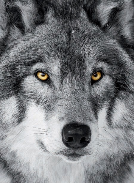 Couv CARNET LOUP
